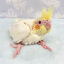 大人気💛オカメインコ（ルチノー）２０２２年４月生まれ