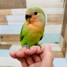 べったりちゃん♡コザクラインコさん！！