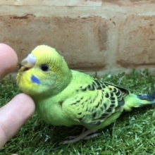 人気カラーです！　セキセイインコ　オパーリン　R4　５／４撮影