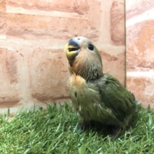 人気の定番カラー　コザクラインコ　ノーマルカラー　R４　５／７撮影