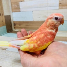 ピンクの人気な鳥さん♪アキクサインコ(ルビノー)さん☆