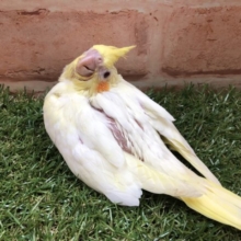 大人気カラー　オカメインコ　ルチノー　R４　５／８撮影