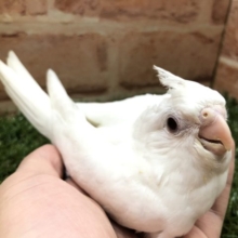 真っ白な体がかわいい　オカメインコ　ピュアホワイト　R４　５／８撮影