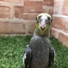 最近人気上昇中!! オカメインコのノーマルカラー　2022.4/27撮影