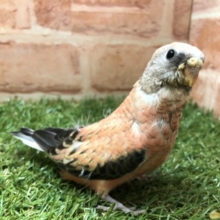 バラの花のような美しさ!?　アキクサインコのひな　2022.4/28撮影