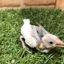 小っちゃいね～　白文鳥　R４　５／８撮影