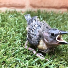 人気の定番鳥　桜文鳥　R４　５／８撮影