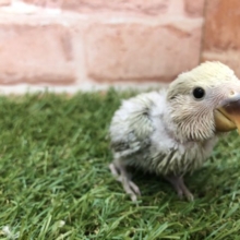 将来はどんな子に？　小桜インコ　シナモンカラー　R４　５／１３撮影
