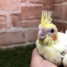 オカメはこのカラーですね　オカメインコ　ルチノー　R４　５／１３撮影