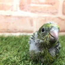 まったりさん　サザナミインコ　ノーマルカラー　R４　５／１３撮影