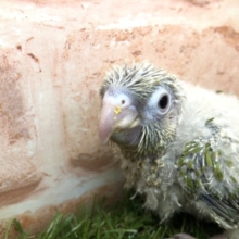 人気のカラーです　ウロコインコ　シナモン　R４　５／１３撮影