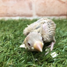 入舎が多い今がチャンス！　シナモン文鳥　R４　５／１３撮影