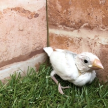 定番の文鳥さんpart２　白文鳥　R４　５／１３撮影