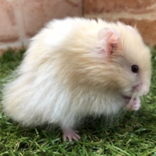ふさふさのハムちゃん　サテンハムスター　R４　５／１３撮影