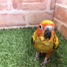 人気沸騰中?!　コガネメキシコインコのひな　2022.2/24撮影