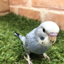 渋い色ですね　セキセイインコ　オパーリン　R４　５／２５撮影