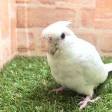 綺麗な白色　オカメインコ　ピュアホワイト　R４　５／２５撮影