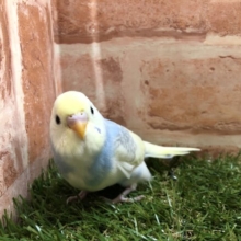 綺麗な色　セキセイインコ　パステルレインボーハルクイン　R４　５／２５撮影