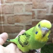 定番カラーですよね　セキセイインコ　オパーリン　R４　５／２５撮影