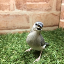 桜文鳥入舎です　R４　５／１８撮影