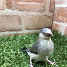 定番の文鳥さんpart１　桜文鳥　R４　５／１３撮影　