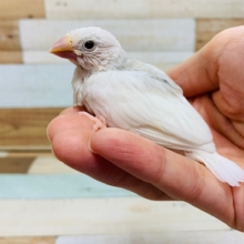 寄り添って寝る姿が可愛い♡白文鳥さん♪