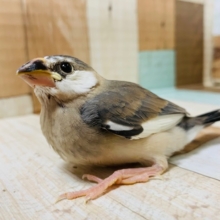 ｸﾘｸﾘおめめ♡桜文鳥さん！