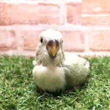 人気のカラー　コザクラインコ　シナモン　R４　５／２５撮影