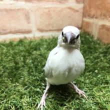久しぶりのヒナです　シルバー文鳥　Ｒ４　５／２５撮影