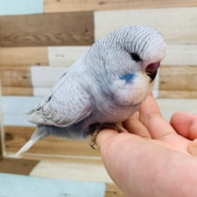 もふっと感がたまらない♡ジャンボセキセイインコ(スパングルモーヴ)さん☆