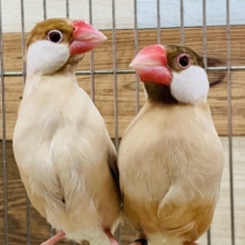 淡いカラーがｽﾃｷ♡シナモン文鳥さんのペア♡
