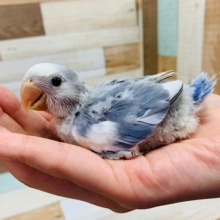 珍しいｶﾗｰ♪ピトッと感がたまらない♡コザクラインコ(バイオレットオパーリンパイド)さん！