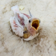 人気の真っ白さん♪食欲旺盛の白文鳥さん☆
