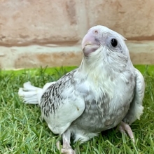 美しいレアカラーちゃんです☆　オカメインコ“ホワイトフェイスパールパイド” 2022.5/20撮影