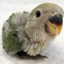 人気のブルー系！コザクラインコ（ブルーチェリー）