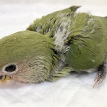 ちょっぴり怖がりさん？コザクラインコ（ノーマル）