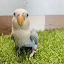 最新画像有り☆わたわたなヒナさん来ました〜♪コザクラインコのブルーチェリーオパーリンパイドカラー！