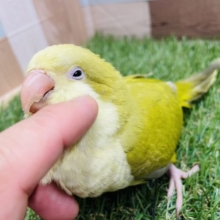 最新画像有り☆まるまるボディーが可愛いです！オキナインコのダークパリッドカラー！