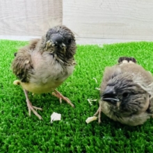 アホ毛満載♪キンカ鳥ノーマル