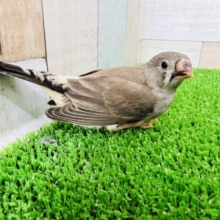 最新画像更新☆1人餌デビューのキンカチョウ❤