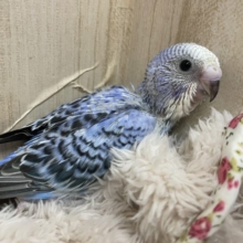 パッとお顔をあげて〜(*ﾟ∀ﾟ*) ♡ セキセイインコ オパーリン