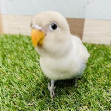 最新画像有り☆ちょこんと感が可愛いんです！シロボタンインコのヒナ！
