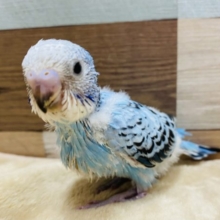 定番人気のオパーリン♪元気いっぱいです！！
