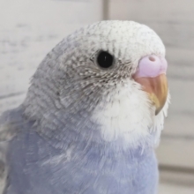 淡〜い紫カラー💜　セキセイインコ(スパングル)
