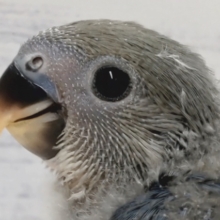 これからの成長が楽しみ🎵　コザクラインコ(バイオレット)