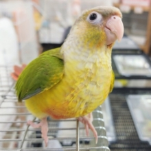 最新画像更新❤かごデビュー❤ウロコインコ(パイナップル)のヒナ入荷しました❤