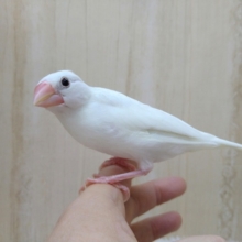 ヒナ餌卒業してます！白文鳥の「白ちゃん」いますよ〜