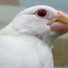アルビノ文鳥いい感じに育ちました