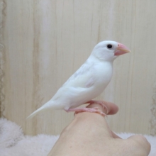 ヒナ餌卒業しました！白文鳥の「モチさん」いますよ〜