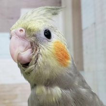 最新画像更新☆いい感じのパールオカメインコいますよ